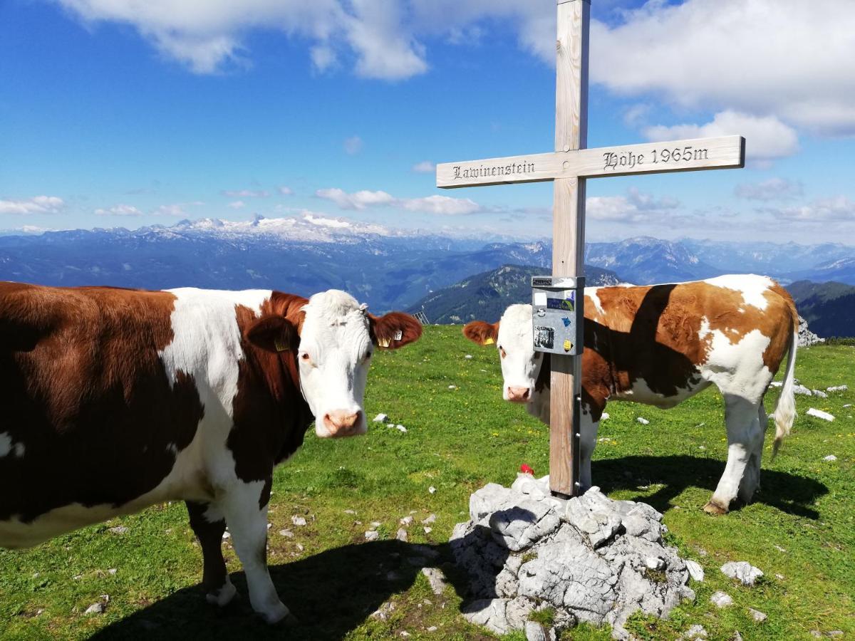 Ferienwohnung Fuchs Bad Mitterndorf Buitenkant foto